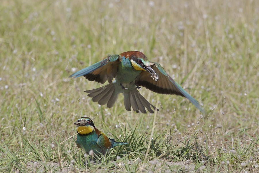 Bee Eater 26